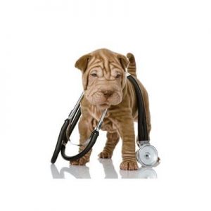 Veterinaria